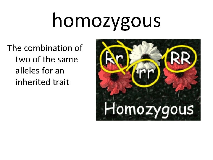 homozygous The combination of two of the same alleles for an inherited trait 