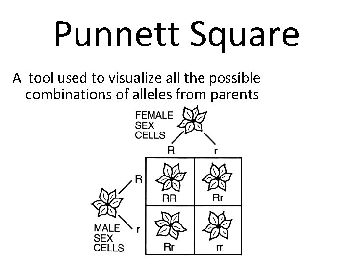 Punnett Square A tool used to visualize all the possible combinations of alleles from