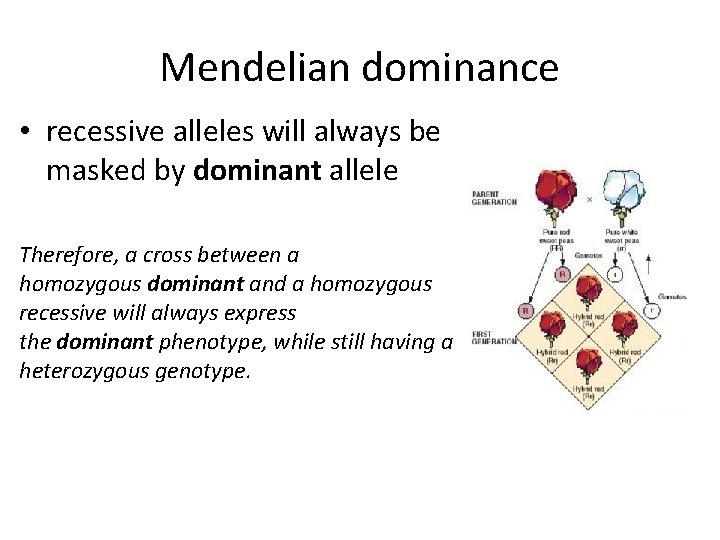 Mendelian dominance • recessive alleles will always be masked by dominant allele Therefore, a