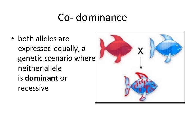 Co- dominance • both alleles are expressed equally, a genetic scenario where neither allele