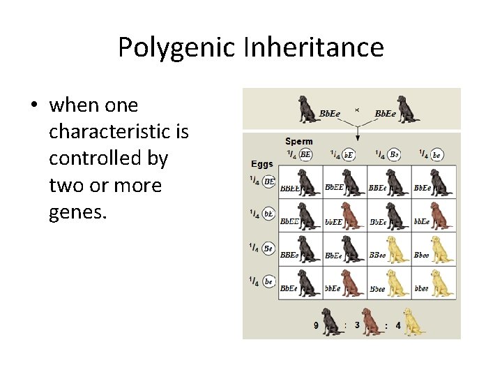 Polygenic Inheritance • when one characteristic is controlled by two or more genes. 