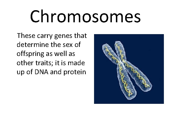 Chromosomes These carry genes that determine the sex of offspring as well as other