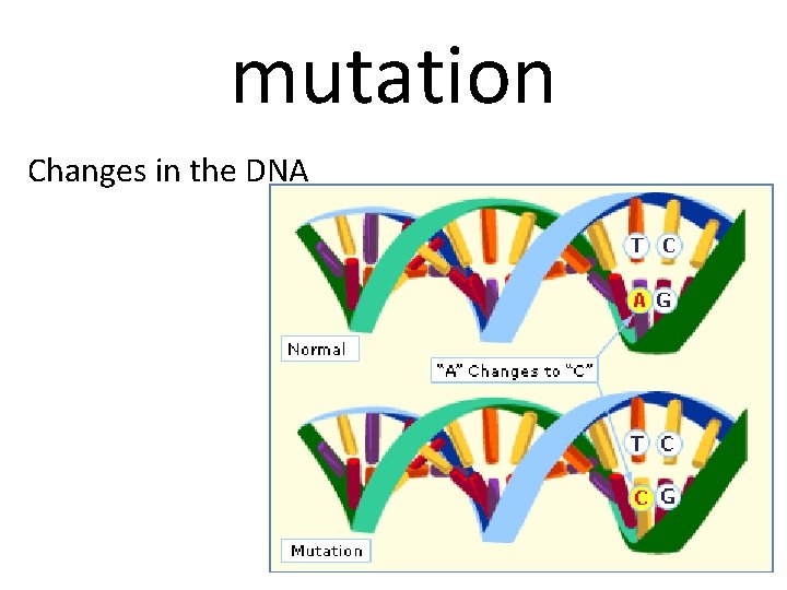 mutation Changes in the DNA 