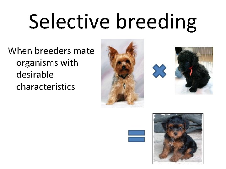 Selective breeding When breeders mate organisms with desirable characteristics 