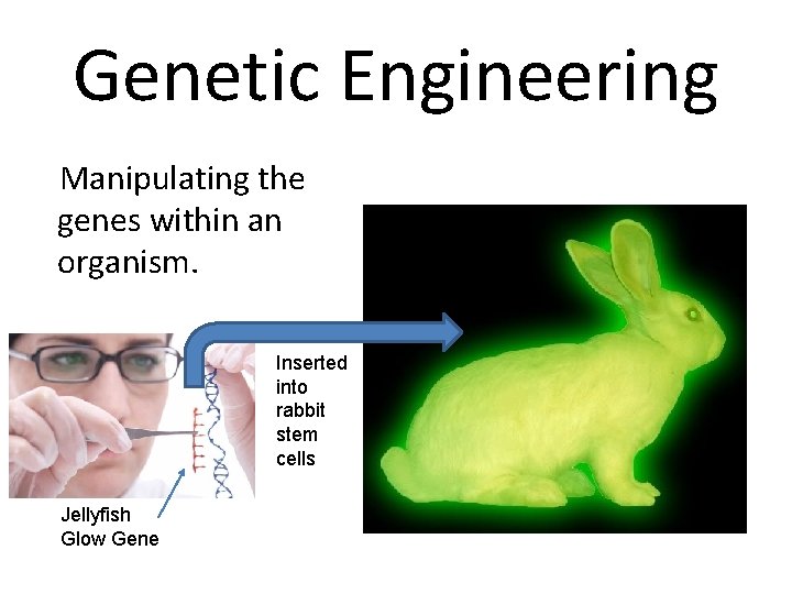 Genetic Engineering Manipulating the genes within an organism. Inserted into rabbit stem cells Jellyfish