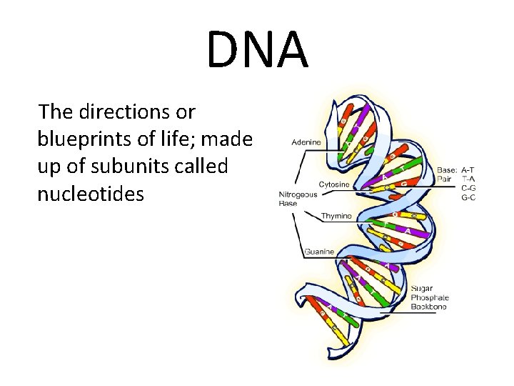 DNA The directions or blueprints of life; made up of subunits called nucleotides 