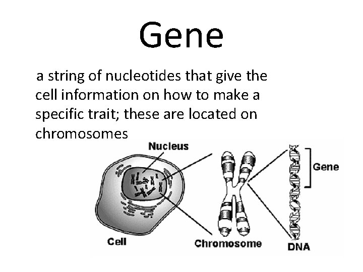 Gene a string of nucleotides that give the cell information on how to make