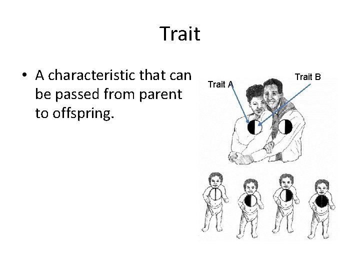 Trait • A characteristic that can be passed from parent to offspring. Trait A