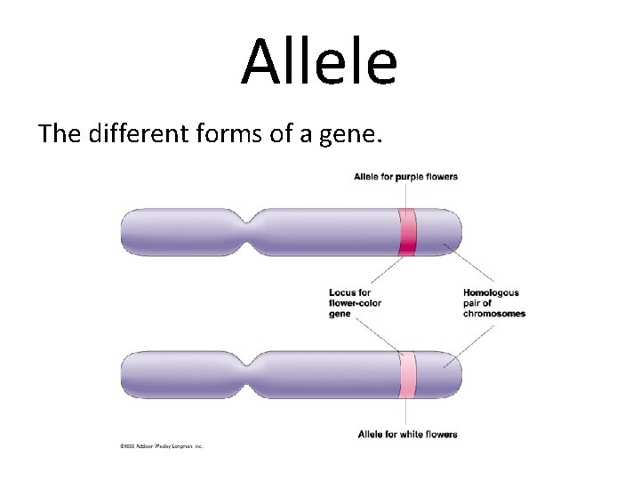 Allele The different forms of a gene. 