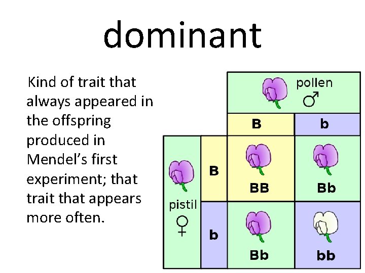 dominant Kind of trait that always appeared in the offspring produced in Mendel’s first