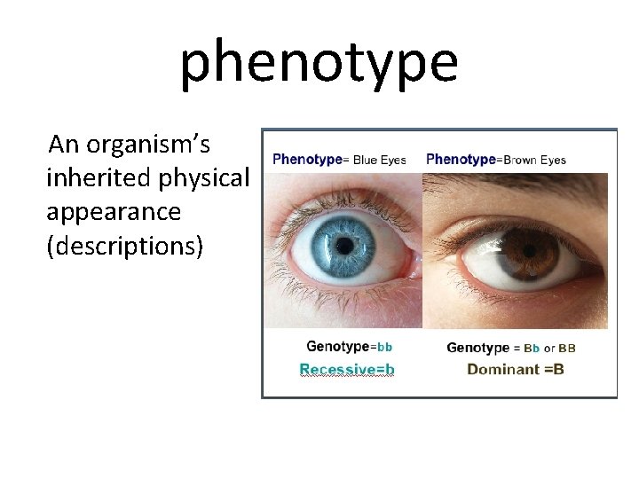 phenotype An organism’s inherited physical appearance (descriptions) 