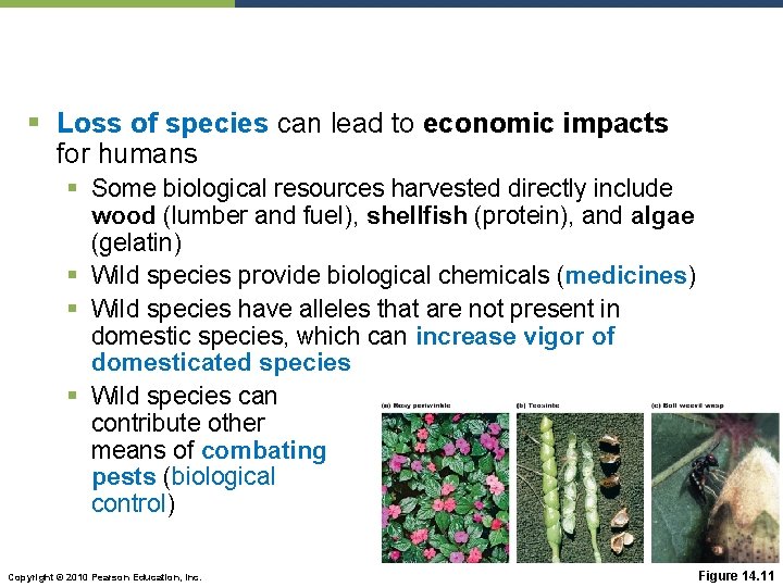 § Loss of species can lead to economic impacts for humans § Some biological