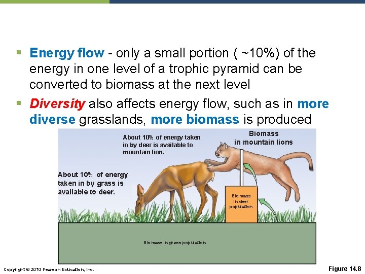 § Energy flow - only a small portion ( ~10%) of the energy in