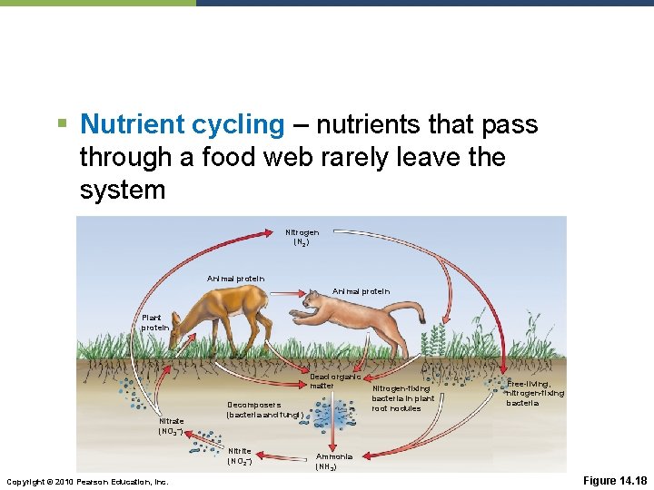 § Nutrient cycling – nutrients that pass through a food web rarely leave the