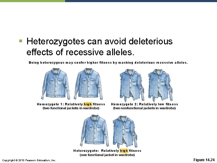 § Heterozygotes can avoid deleterious effects of recessive alleles. Being heterozygous may confer higher