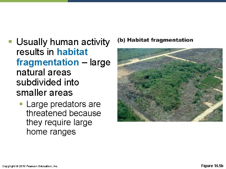 § Usually human activity results in habitat fragmentation – large natural areas subdivided into