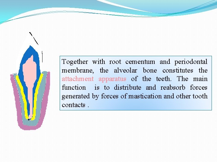 Together with root cementum and periodontal membrane, the alveolar bone constitutes the attachment apparatus