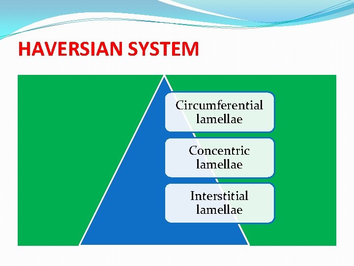 HAVERSIAN SYSTEM Circumferential lamellae Concentric lamellae Interstitial lamellae 