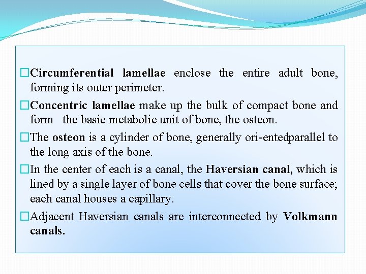 �Circumferential lamellae enclose the entire adult bone, forming its outer perimeter. �Concentric lamellae make