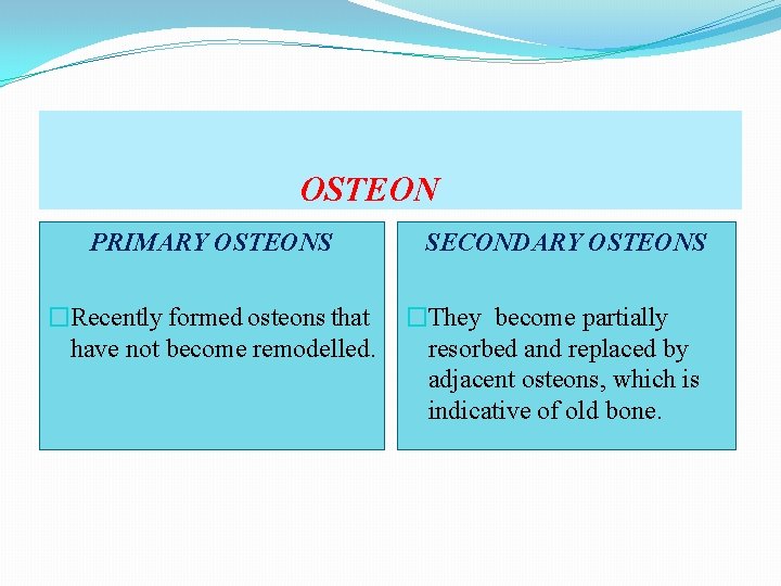 OSTEON PRIMARY OSTEONS �Recently formed osteons that have not become remodelled. SECONDARY OSTEONS �They