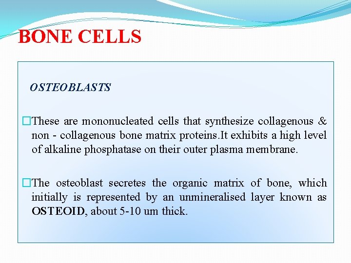 BONE CELLS OSTEOBLASTS �These are mononucleated cells that synthesize collagenous & non collagenous bone