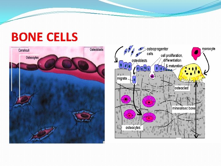 BONE CELLS 