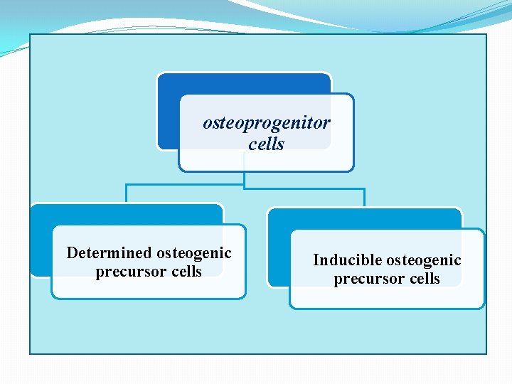 osteoprogenitor cells Determined osteogenic precursor cells Inducible osteogenic precursor cells 