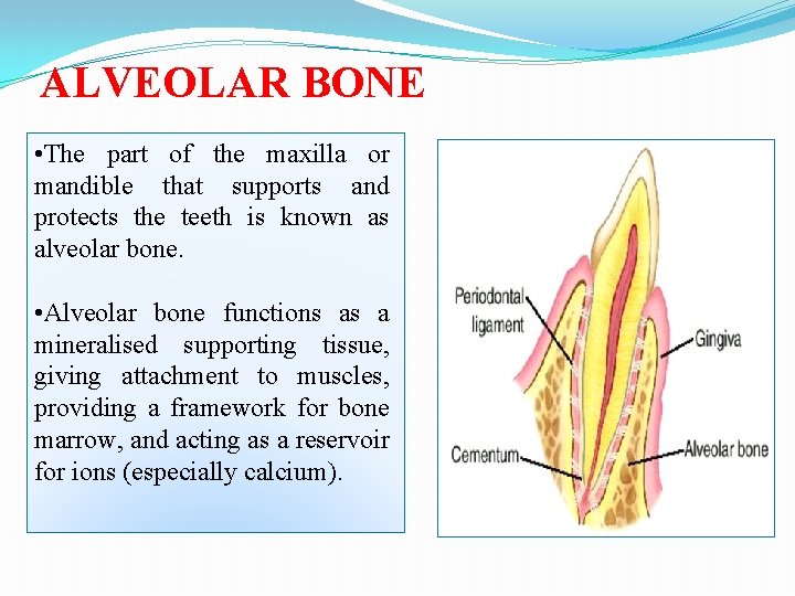 ALVEOLAR BONE • The part of the maxilla or mandible that supports and protects