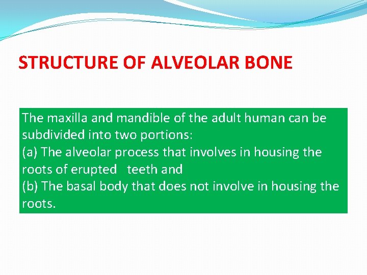 STRUCTURE OF ALVEOLAR BONE The maxilla and mandible of the adult human can be