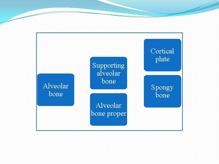 Alveolar bone Supporting alveolar bone Alveolar bone proper Cortical plate Spongy bone 