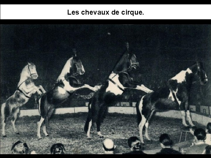 Les chevaux de cirque. 