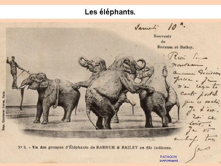 Les éléphants. PATAGON DIAPORAMAS 