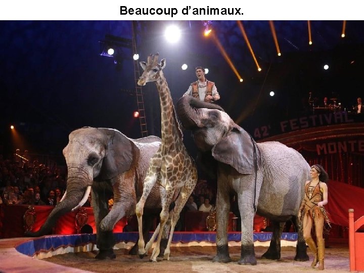 Beaucoup d’animaux. 