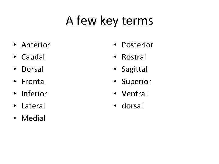 A few key terms • • Anterior Caudal Dorsal Frontal Inferior Lateral Medial •