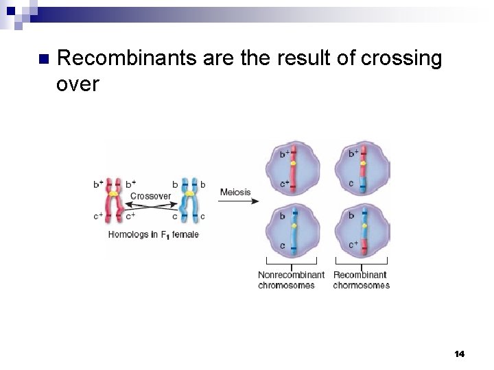 n Recombinants are the result of crossing over 14 