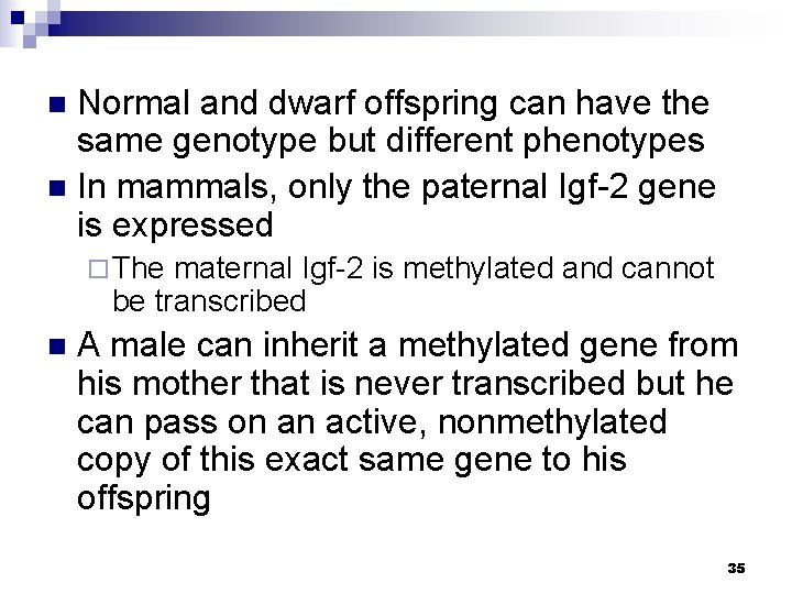 Normal and dwarf offspring can have the same genotype but different phenotypes n In
