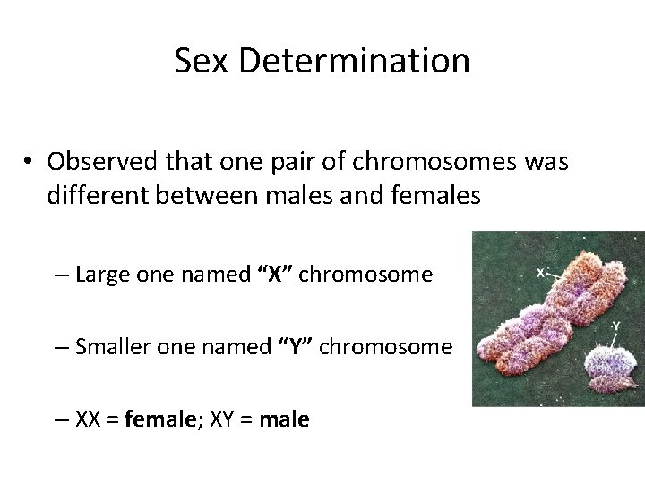 Sex Determination • Observed that one pair of chromosomes was different between males and