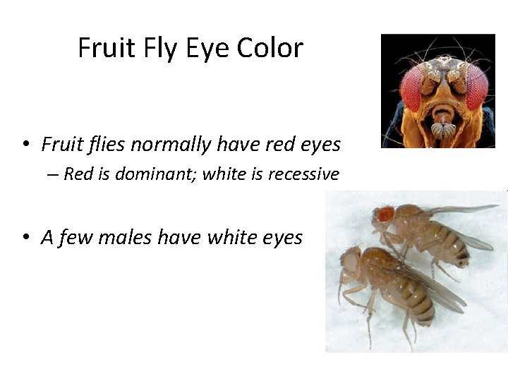 Fruit Fly Eye Color • Fruit flies normally have red eyes – Red is