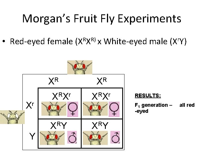 Morgan’s Fruit Fly Experiments • Red-eyed female (XRXR) x White-eyed male (Xr. Y) XR