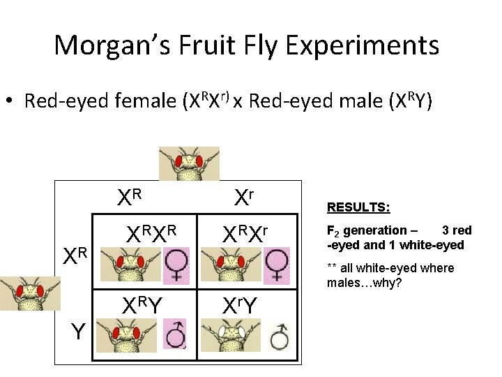 Morgan’s Fruit Fly Experiments • Red-eyed female (XRXr) x Red-eyed male (XRY) XR XR