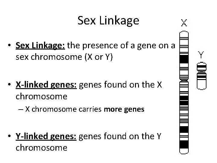 Sex Linkage • Sex Linkage: the presence of a gene on a sex chromosome