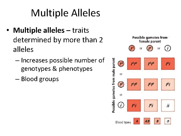 Multiple Alleles • Multiple alleles – traits determined by more than 2 alleles –