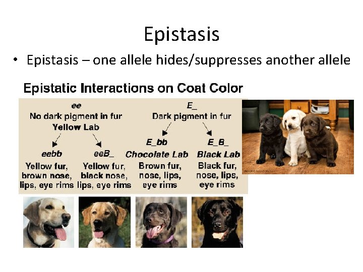 Epistasis • Epistasis – one allele hides/suppresses another allele 