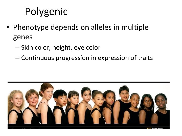 Polygenic • Phenotype depends on alleles in multiple genes – Skin color, height, eye