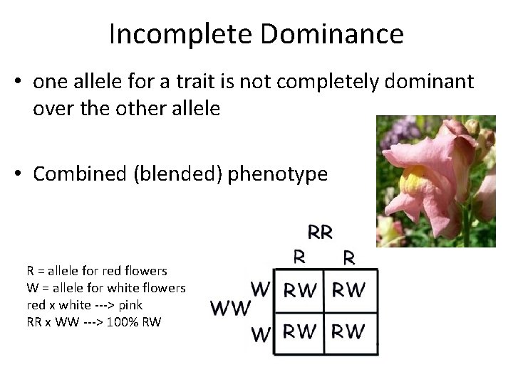 Incomplete Dominance • one allele for a trait is not completely dominant over the