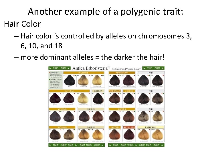 Another example of a polygenic trait: Hair Color – Hair color is controlled by