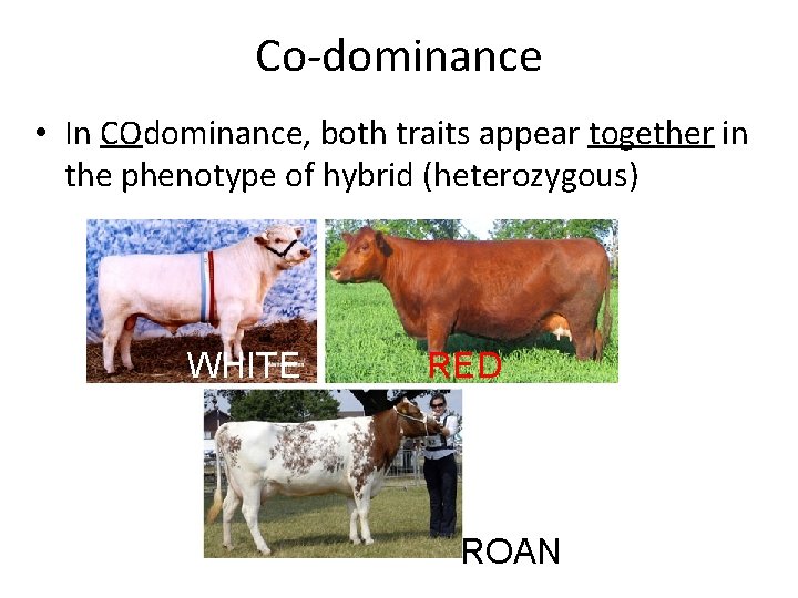 Co-dominance • In COdominance, both traits appear together in the phenotype of hybrid (heterozygous)