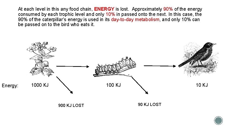 At each level in this any food chain, ENERGY is lost. Approximately 90% of