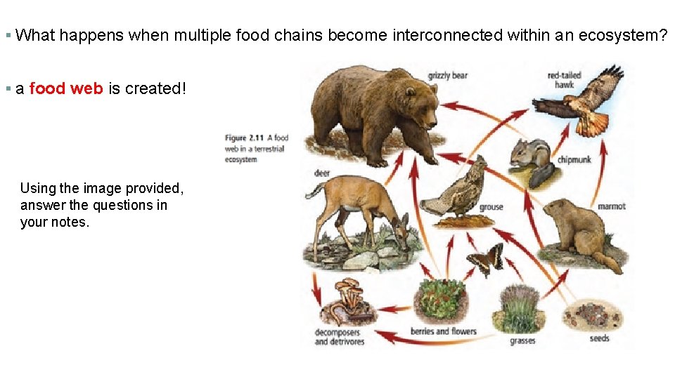§ What happens when multiple food chains become interconnected within an ecosystem? § a