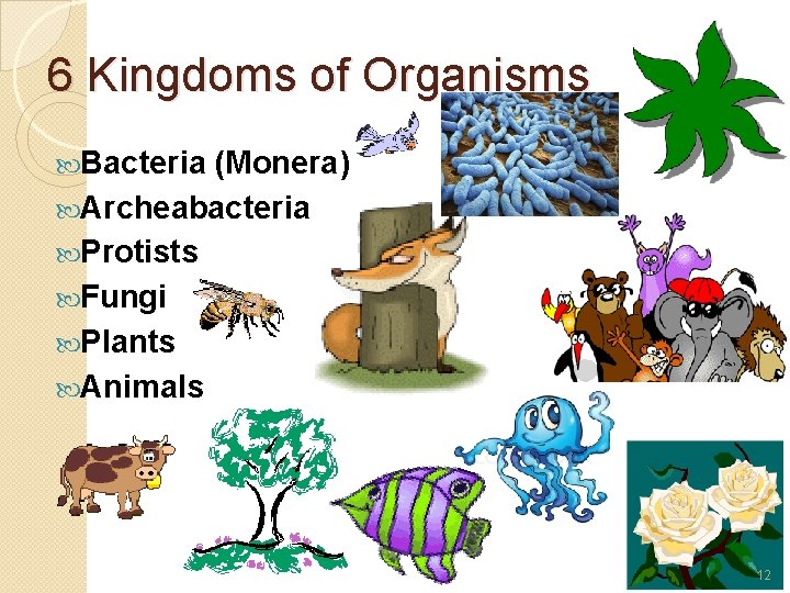 6 Kingdoms of Organisms Bacteria (Monera) Archeabacteria Protists Fungi Plants Animals 12 